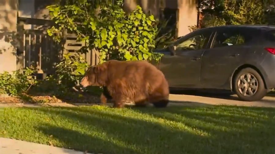 A bear walks through the front yard of a home Friday morning in Monrovia, Calif.
