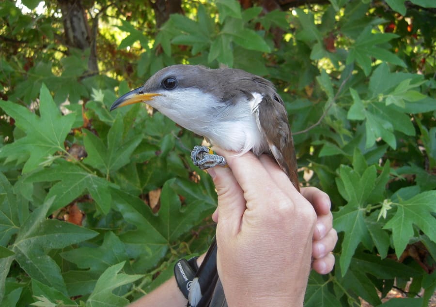 This undated image shows a western yellow-billed cuckoo. (Mark Dettling/Point Blue/U.S.