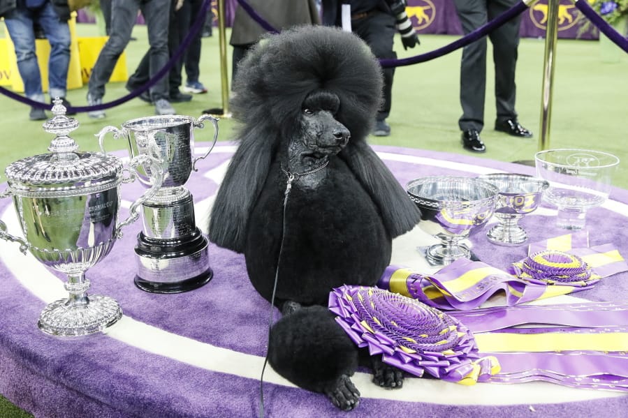 Siba, the standard poodle, poses for photographs after winning Best in Show in the 144th Westminster Kennel Club dog show, Tuesday, Feb. 11, 2020, in New York.