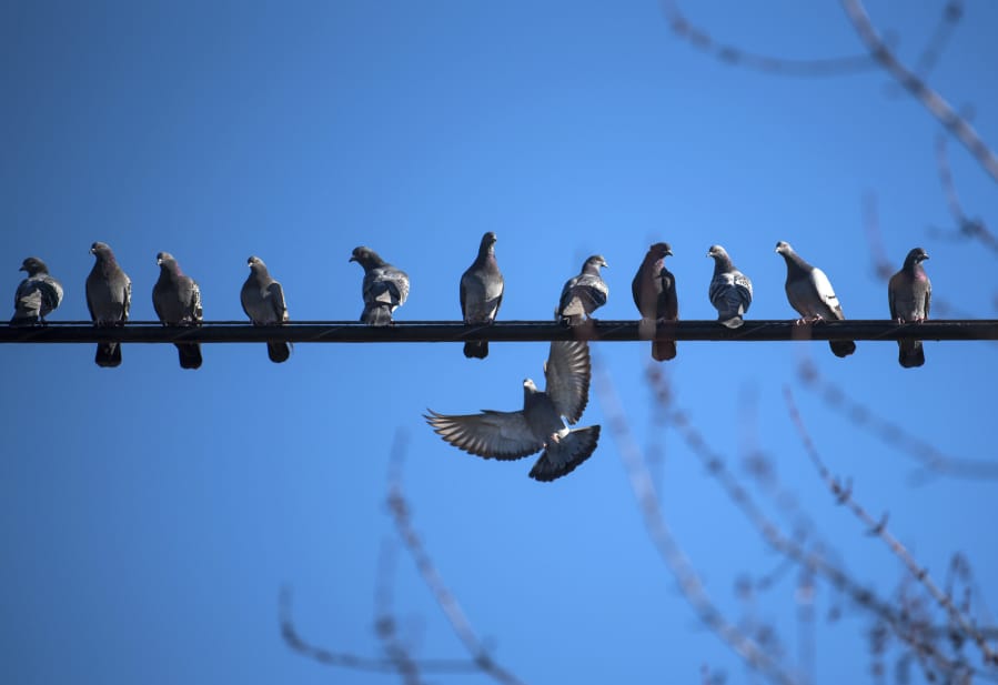Pigeons rest on a wire outside a Vancouver home.