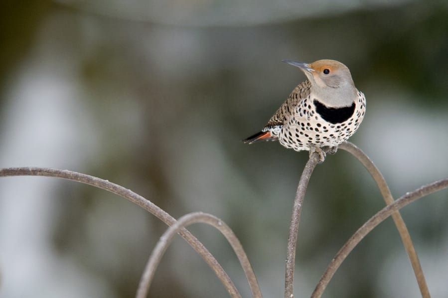 Learn the difference between a northern flicker and a winter wren at the Introduction to Bird Identification on Feb. 22 at the Battle Ground Community Library.