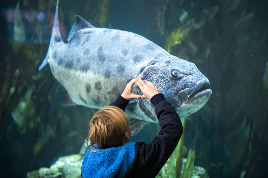 A child interacts with an endangered adult giant sea bass in the Blue Cavern in the Aquarium of the Pacific in Long Beach, Calif., on January 15, 2020. (Allen J.