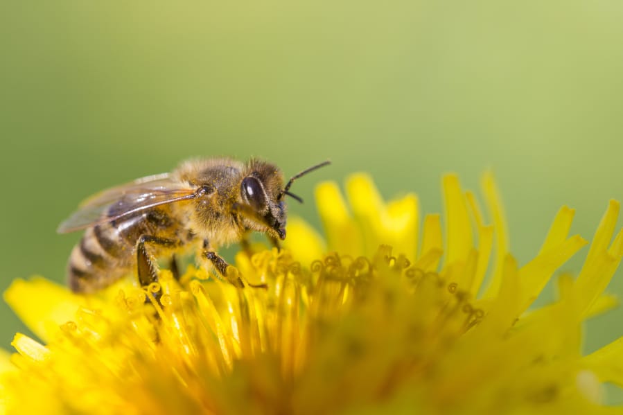 Washington State University College of Agricultural, Human, and Natural Resource Sciences will open its new Honey Bee and Pollinator Research, Extension and Education Facility on 50 acres just south of the Port of Othello.