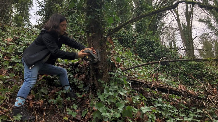 Sophie Yasuda, a junior biology major at Seattle University, checks a trail camera in Seattleis Westcrest Park set up by the Urban Carnivore Project.