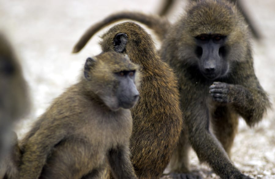 Baboons at the campus of Texas Biomedical Research Institute could show the way to a vaccine.