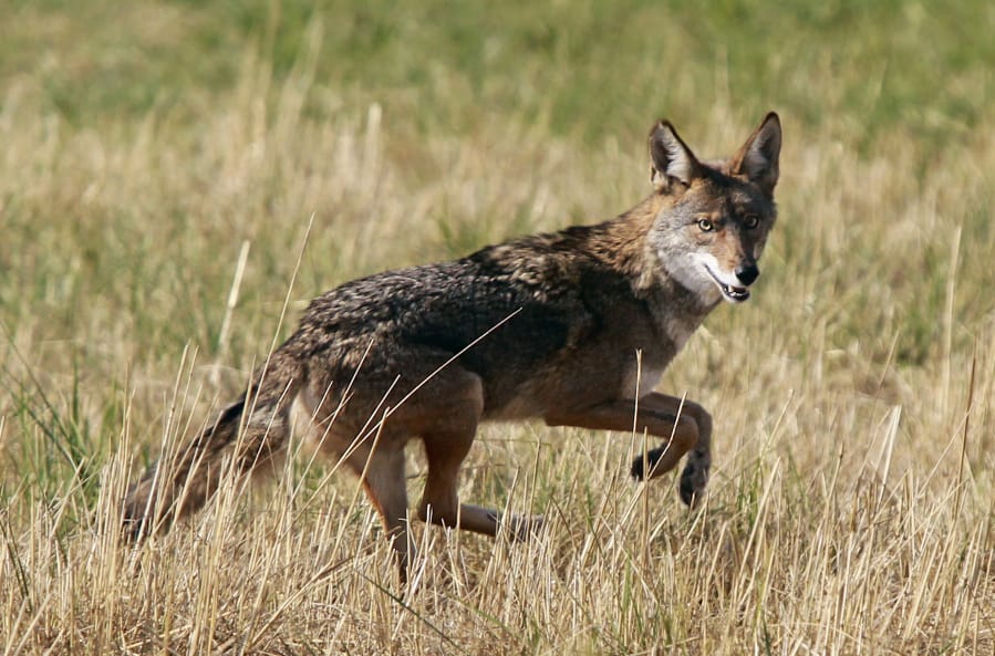 A coyote leaps through an empty field on Chad Drive in Eugene, Ore., in September 2015.  A study that &quot;dissected&quot; 3,100 pieces of coyote poop discovered domestic cats are a big part of what urban coyotes eat for breakfast, lunch and dinner, according to the National Park Service. Human garbage was their chief source of food, however, the study found.