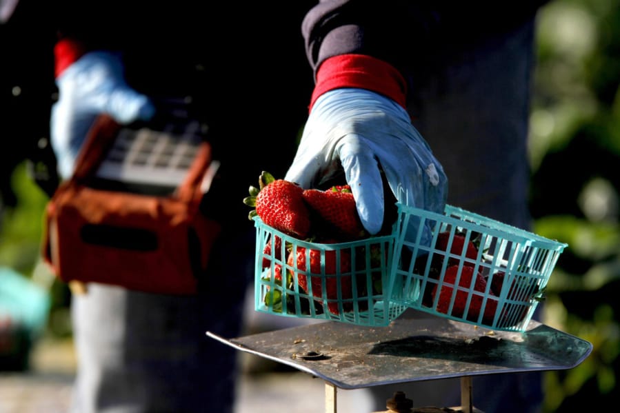 Margarita Corona weighs strawberries and inputs data in a UC Davis strawberry field in Watsonville.
