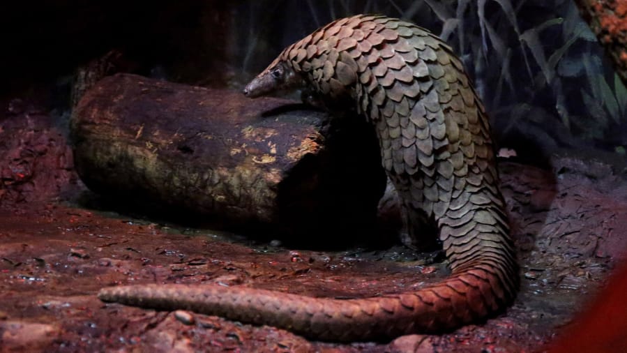 Biggie, a pangolin at the Brookfield Zoo, moves in his enclosure on Feb. 13. World Pangolin Day is Saturday. Scientists aren&#039;t sure how the coronavirus migrated to humans, but they think it may have passed from a bat to a pangolin and then to humans at a meat market.
