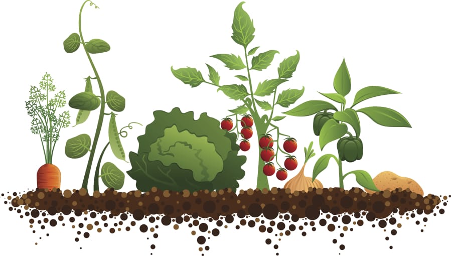 Most garden vegetables, such as carrots, peas, lettuce, tomatoes, onions, peppers and potatoes, are annuals and need to replanted each year.