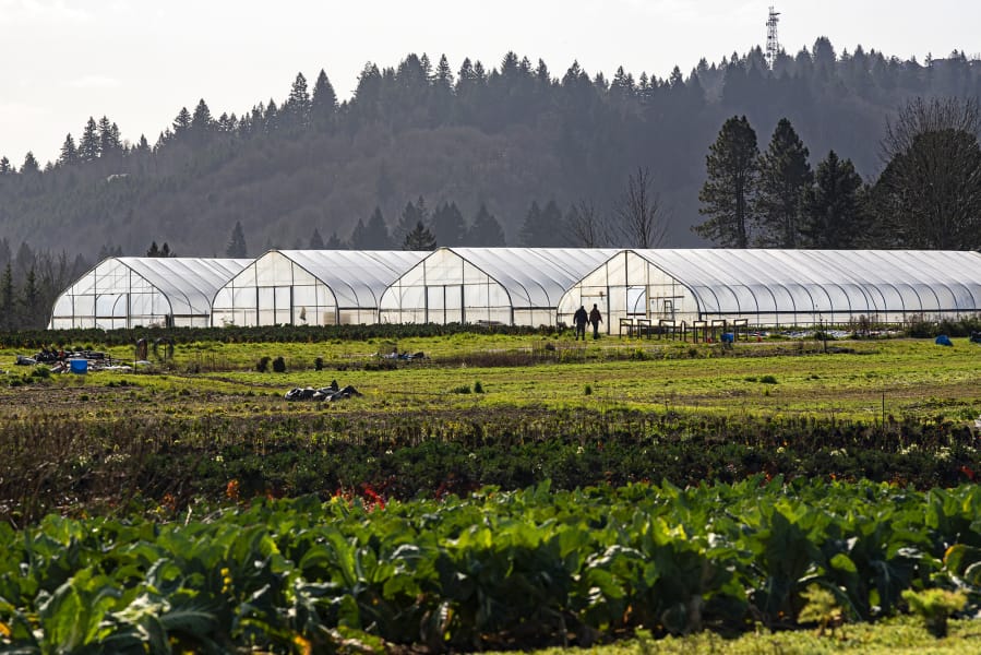 Farmers walk in front of the greenhouses at Headwaters Farm near Gresham, Ore., on Wednesday afternoon.