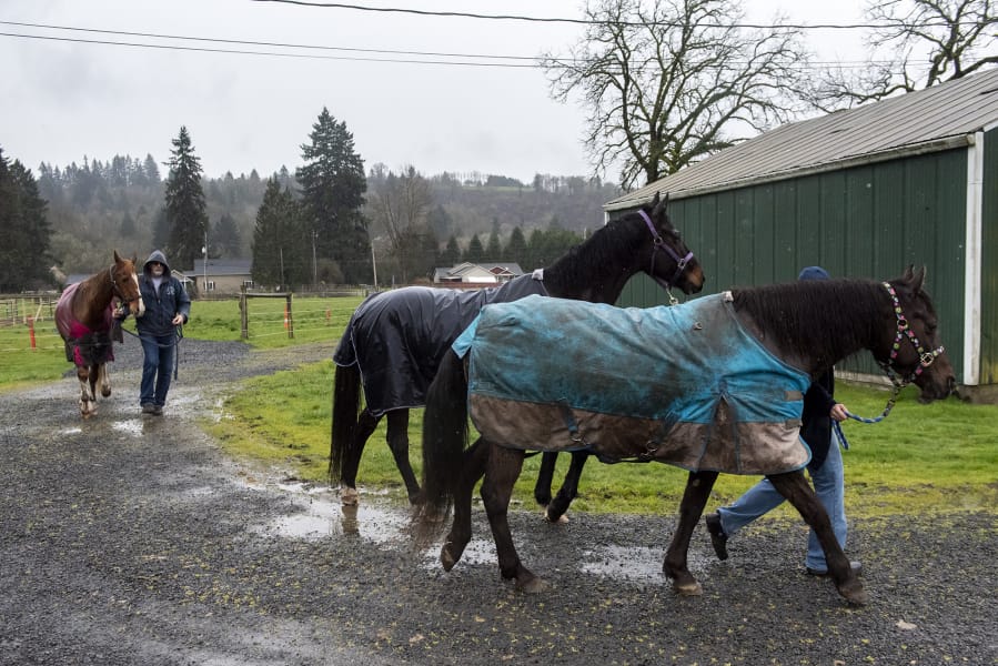 Roger Sturdevant, left, and his wife, Robin Yeager, walk their horses Diamond, from left, Prince and Teacup through their property, the R&amp;R Equestrian Center near Woodland, on Friday morning.