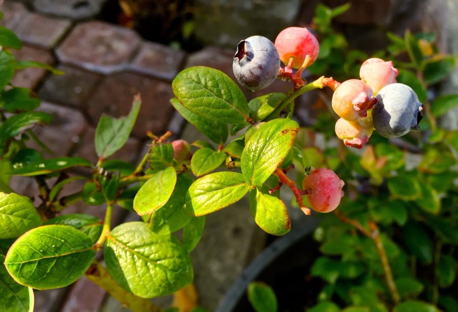 Blueberries growing in a container on a property near Langley illustrates that gardeners operate on a much smaller scale than farmers yet can make some major sustainability impacts by growing their own food and planting things that don&#039;t need as much fertilizer or pesticides, minimizing risks to the environment.