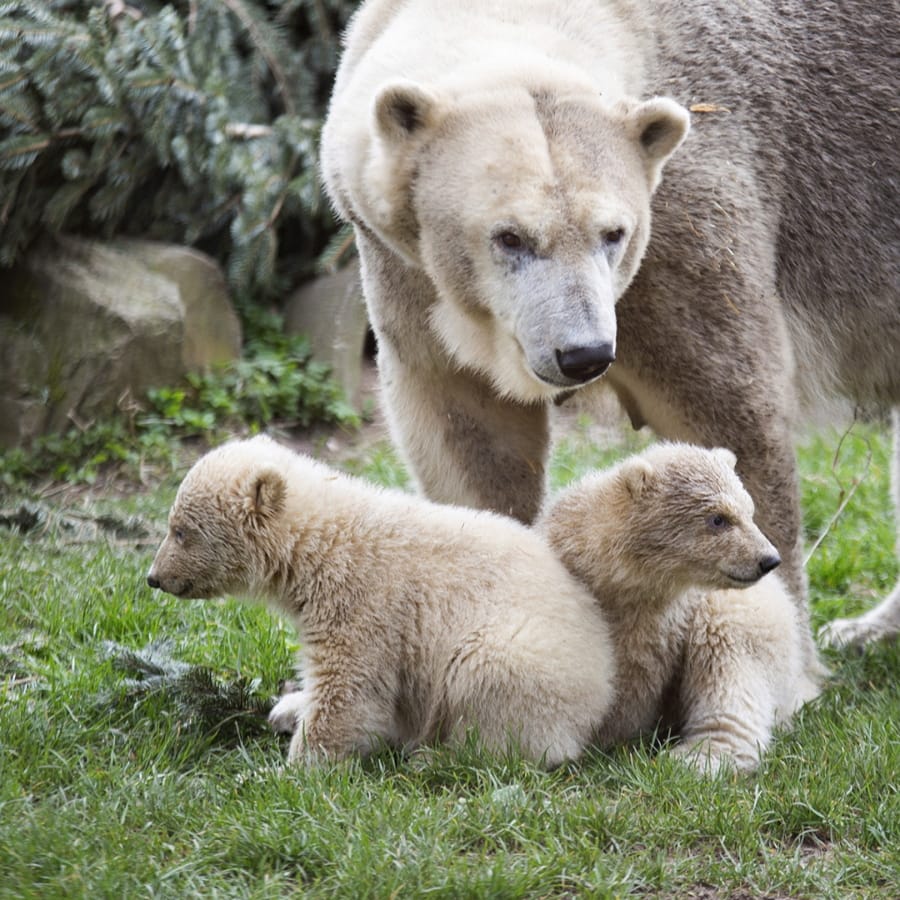 Two polar bear cubs make their debut Wednesday at the Ouwehands Zoo Rhenen in Rhenen, Netherlands, without the public because of coronavirus restrictions.