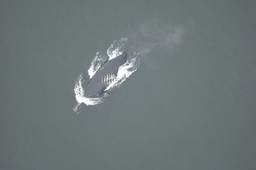 A whale swims off the coast of Georgia with fresh propeller cuts on its back in March 2006. The whale is assumed to have died from its injuries, as it was never seen again.