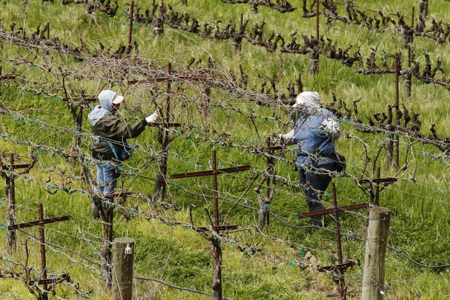 In this March 24, 2020, photo, farmworkers keep their distance from each others they work at the Heringer Estates Family Vineyards and Winery in Clarksburg, Calif.