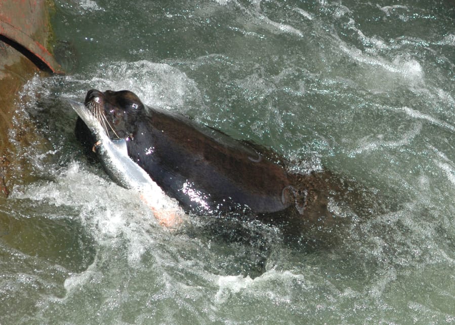 A California sea lion eats salmonids (salmon or steelhead) at Willamette Falls.