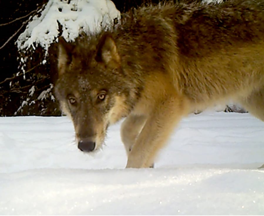 A gray wolf hunts last year near Chewelah. Officials know of at least 126 gray wolves in the state, where the species is still listed as endangered.