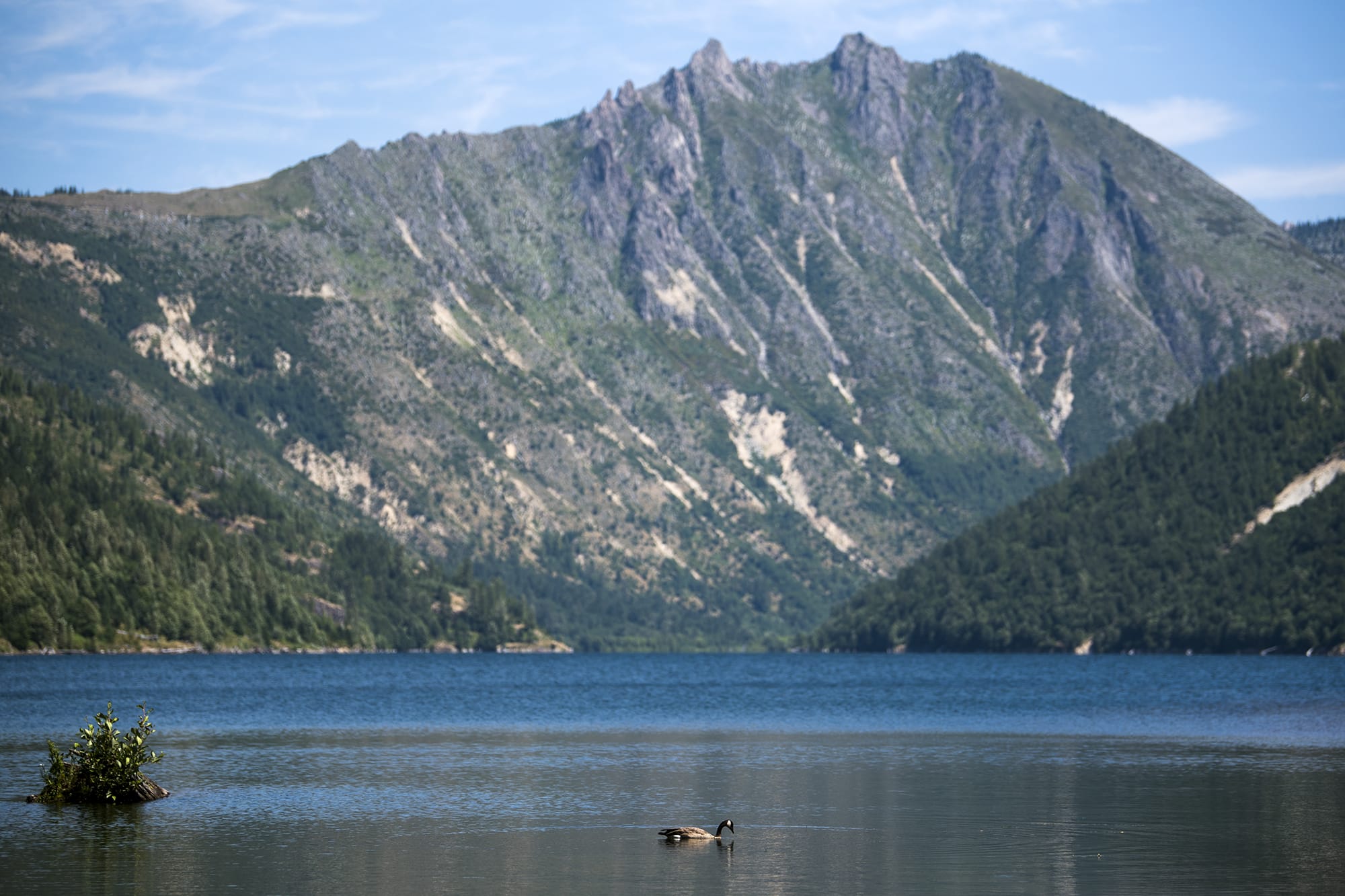 A goose swims in Coldwater Lake next to Mount St. Helens on Wednesday, August 1, 2018.