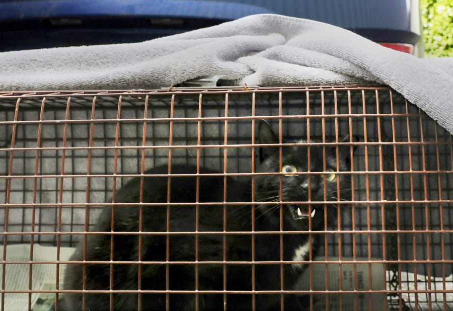 This feral cat caught in one of Whitney Phillips&#039; traps is one of five she caught Friday, Feb. 14, 2020 in South Seattle. Phillips is part of the Alley Cat Project, which traps feral cats, has them neutered and sometimes returns them to their original sites. She provides them with daily food.