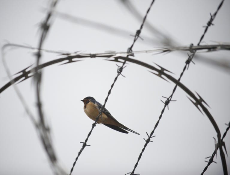 A bird perches on the barbed and razor wire fence that surrounds the perimeter of Larch Corrections Center near Yacolt. In-person visitation has been suspended, except for attorneys, in response to the COVID-19 pandemic.