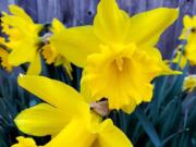 Nothing says spring like the cheerful daffodil. You can buy bulbs and blooming plants from Yard &#039;n Garden Land.