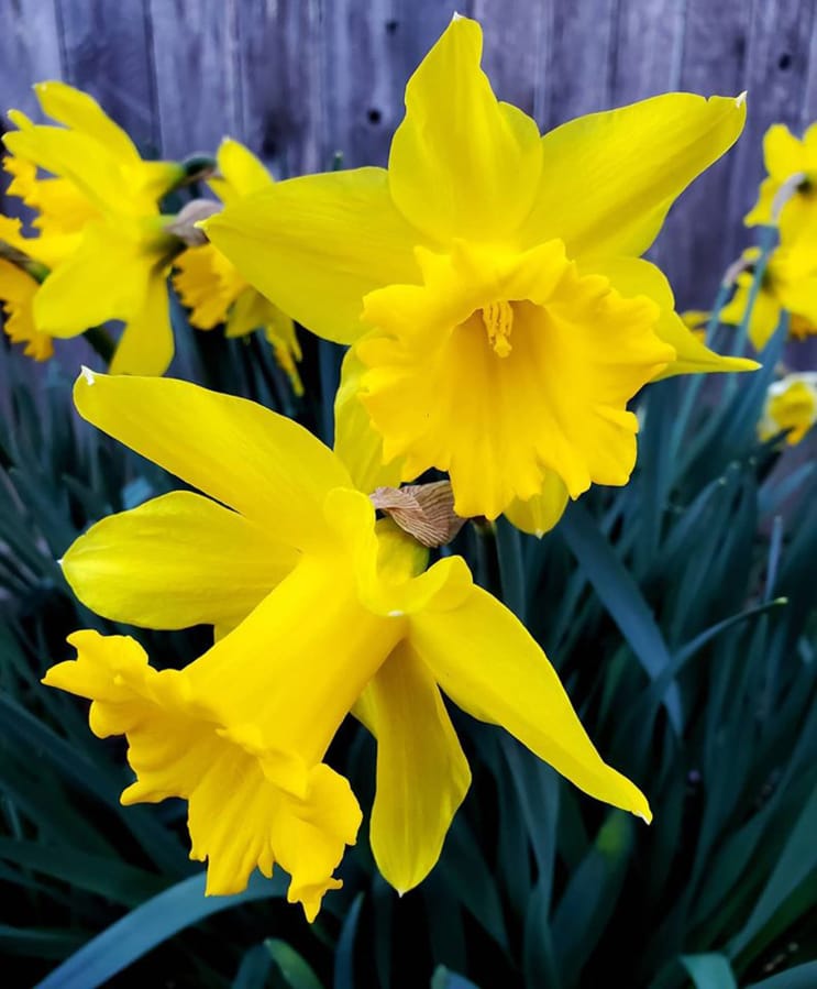 Nothing says spring like the cheerful daffodil. You can buy bulbs and blooming plants from Yard &#039;n Garden Land.