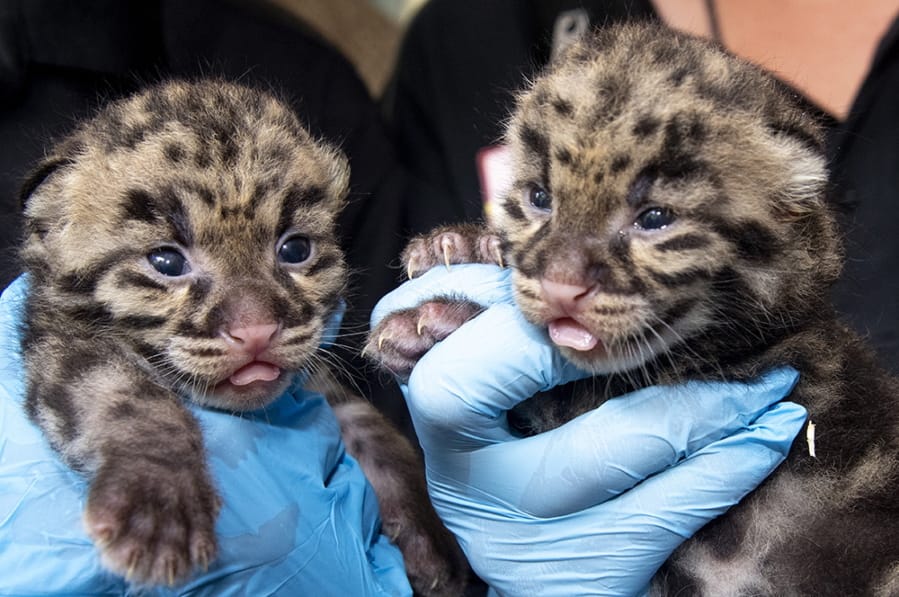 In this Feb. 26, 2020 photo made available by ZooMiami, newborn clouded leopards are held by a staff member for their neonatal exams at the zoo in Miami. Clouded Leopards are found in forests within Southern China, Taiwan and Malaysia and are highly endangered over most of their range due to hunting.