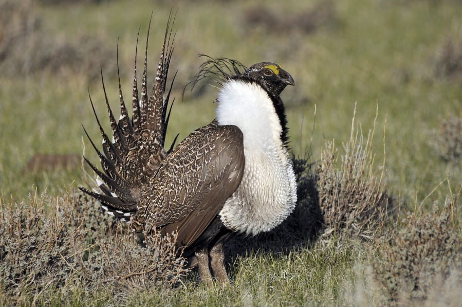 A greater sage grouse male strutting to attract a mate at a lek, or mating ground, March 1, 2010, near Bridgeport, Calif. (Jeannie Stafford/U.S.