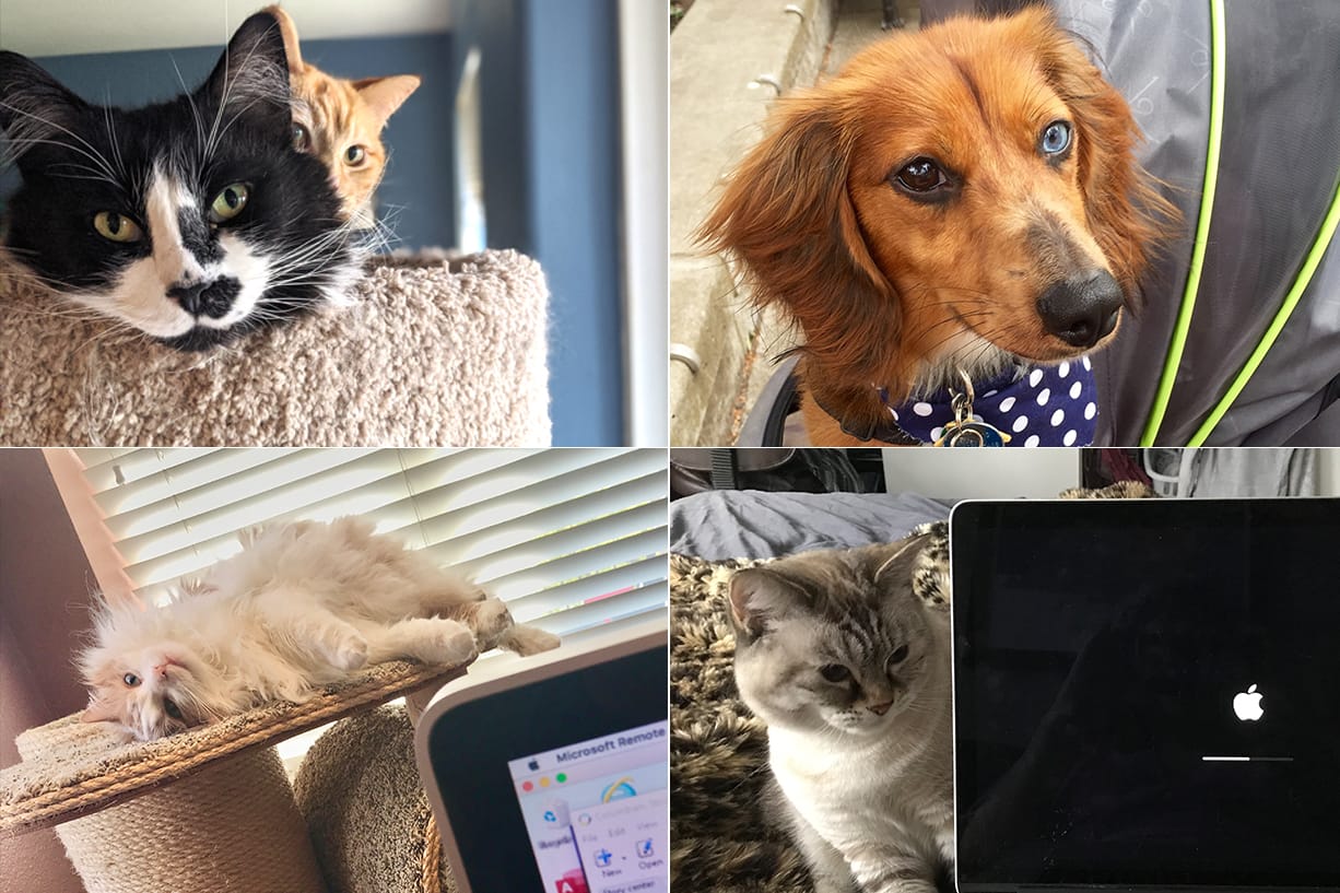 Newsroom pets, clockwise from top left: Jamie and Finlay, two of Web Editor Amy Libby's four cats, play on the cat tree in the living room of her Orchards-area home; Bodhi, who lives with Assistant Metro Editor Jessica Prokop, her husband, dog Lana and rabbit Cameron, gets a ride in a stroller; Photo Editor Amanda Cowan's cat Kaya watches the computer boot up one morning from Cowan's Vancouver home; and Fluff, one of Metro Editor Mark Bowder's two cats, plays while Bowder works from his Vancouver home during the COVID-19 pandemic.