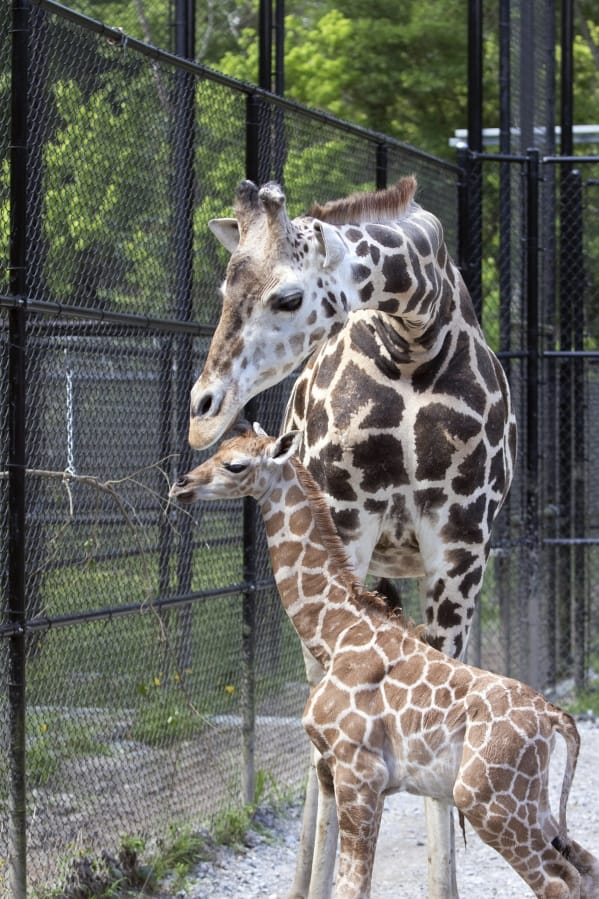 This Monday, April 6, 2020 photo provided by the Audubon Nature Institute shows Hope, a baby giraffe and her mother Sue Ellen at Freeport-McMoRan Audubon Species Survival Center in New Orleans. The Audubon Nature Institute in New Orleans welcomed a new resident, a baby giraffe named Hope. Sue Ellen, a middle-aged giraffe at the Freeport-McMoRan Audubon Species Survival Center, gave birth Monday, April 6, 2020 according to a news release.