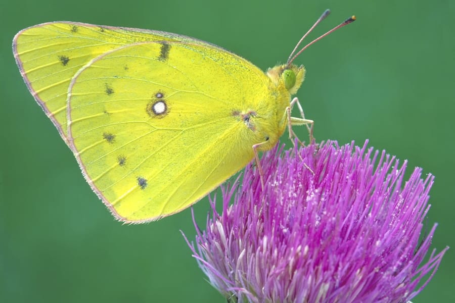 This undated photo provided by Michael Thomas in April 2020 shows a clouded sulphur butterfly in Cromwell, Conn. In an April 2020 interview, Ann Swengel, a citizen scientist tracking butterflies for more than 30 years, recalled that a few decades ago she would drive around Wisconsin &quot;look out in a field and you&#039;d see all these Sulphur butterflies around.