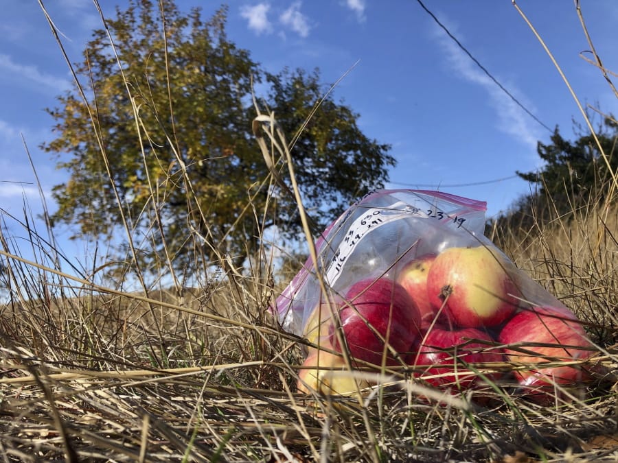 Apples collected by amateur botanists David Benscoter and EJ Brandt of the Lost Apple Project, rest on the ground in an orchard at an abandoned homestead near Genesee, Idaho, in October.
