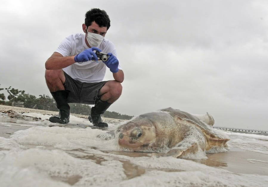 Institute of Marine Mammal Sciences researcher Justin Main takes photographs May 2, 2010, of a dead sea turtle on the beach in Pass Christian, Miss. The National Wildlife Federation released a report Tuesday looking at Gulf restoration after the BP oil spill. The report outlines serious ongoing harm to dolphins, turtles and other wildlife in the Gulf of Mexico.