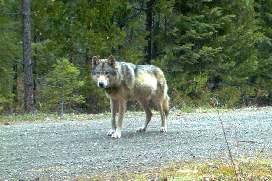 This remote camera image taken May 3, 2014, shows the wolf OR-7 on the Rogue River-Siskiyou National Forest in Southern Oregon.