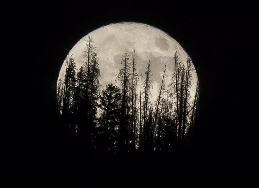 FILE - In this Nov. 14, 2016 file photo, evergreen trees are silhouetted on the mountain top as a supermoon rises over over the Dark Sky Community of Summit Sky Ranch in Silverthorne, Colo., Monday, Nov. 14, 2016. A supermoon will rise in the sky Tuesday evening, April 7, 2020.   (AP Photo/Jack Dempsey, File) (jae c.