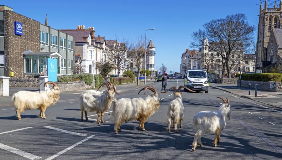 A herd of goats walk the quiet streets in Llandudno, north Wales, Tuesday March 31, 2020. A group of goats have been spotted walking around the deserted streets of the seaside town during the nationwide lockdown due to the coronavirus.