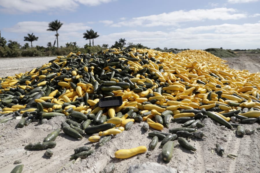 In this March 28, 2020, photo, a pile of ripe squash sits in a field, in Homestead, Fla. Thousands of acres of fruits and vegetables grown in Florida are being plowed over or left to rot because farmers can&#039;t sell to restaurants, theme parks or schools nationwide that have closed because of the coronavirus.