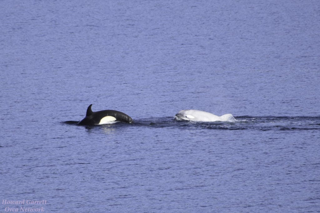 Tl'uk the white orca has been wowing onlookers all over Puget Sound this month. The gray transient whale is a member of the T46Bs, a family of transient orcas that includes T46 B1B, the gray whale. He is nicknamed Tl'uk, a Coast Salish word meaning moon.