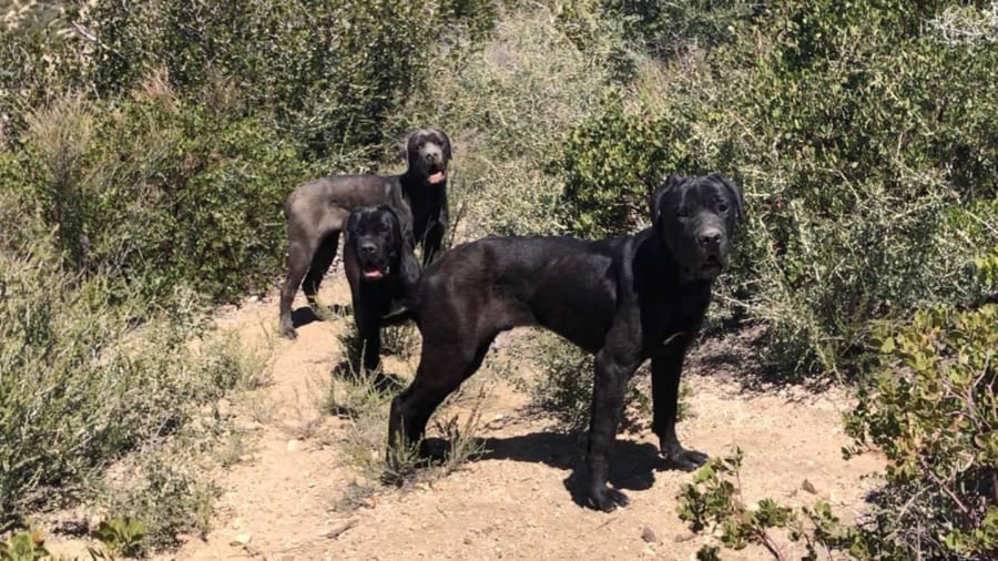 Three Cane Corsos were saved Monday after living in Angeles National Forest for weeks.