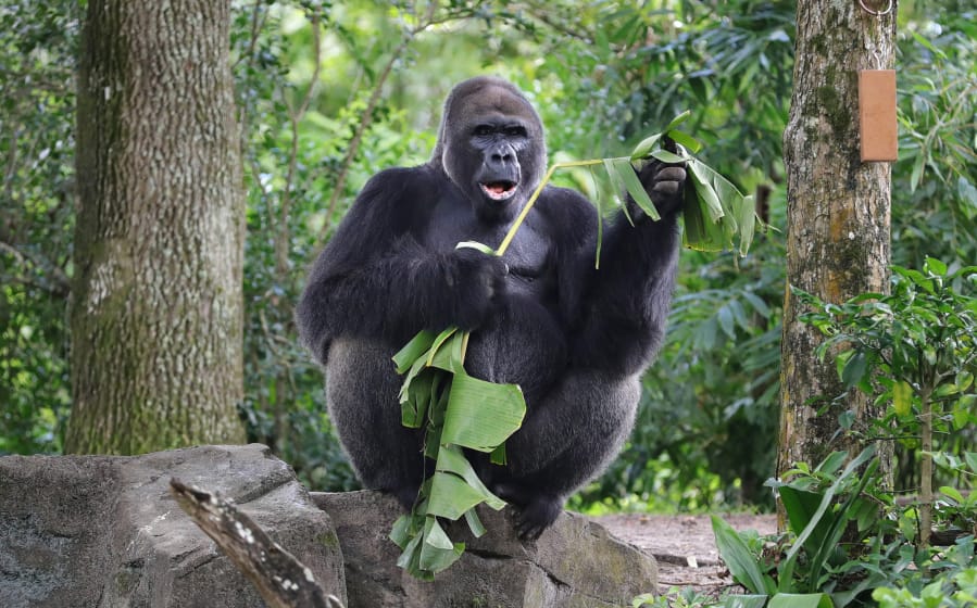 Gino, the patriarch of the western lowland gorilla troop, might be enjoying the solitude while Animal Kingdom is closed, said Mark Penning, Disney Parks&#039; vice president for animals, science and environment.