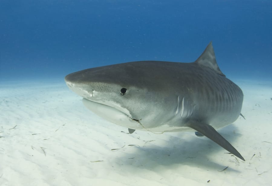 A tiger shark navigates undersea. One particular 10-foot tiger shark studied by scientists with a satellite tracker was found to make a 4,000-mile transoceanic journey from Africa.
