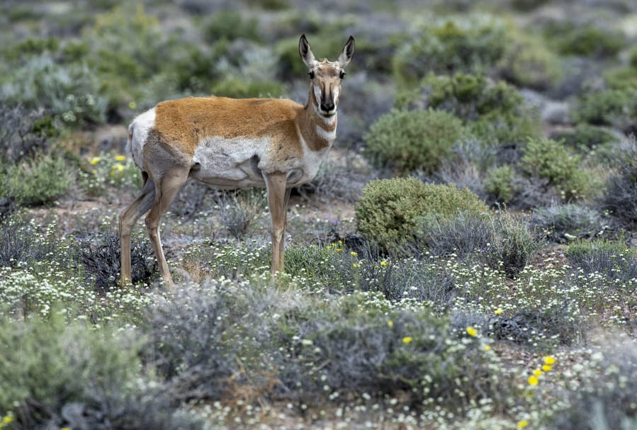 A pronghorn antelope pauses while eating wildflowers along a highway where cattle once grazed near the Mojave Desert town of Beatty, Nevada on Wednesday, May 6, 2020. &quot;Pronghorn are following lush buffets of rain-fed wildflowers,&quot; said California director of the nonprofit Western Watersheds Project Laura Cunningham.