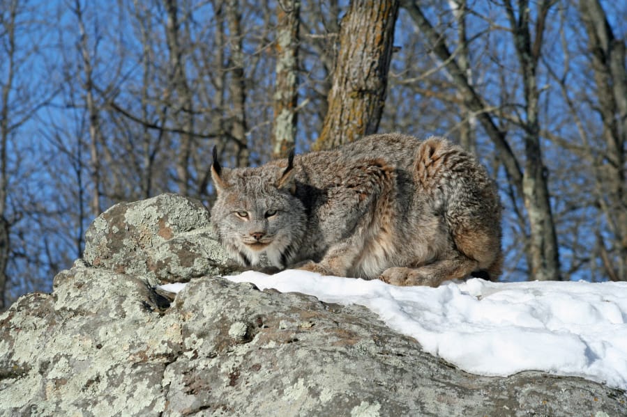 A Canada lynx is seen crouching on a rocky hill in the snow.