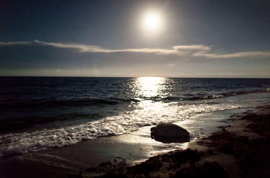 The moon illuminates the sand and sea as a loggerhead turtle crawls to the ocean after laying her eggs on the beach in Juno Beach.