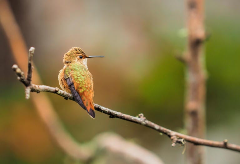 &quot;I was so excited because I knew this was a rare instance of great light, great color, great composition all coming together,&quot; photographer Tim Archer said of this hummingbird photo, which he snapped at the Steigerwald Lake National Wildlife Refuge. &quot;It looks like he&#039;s looking at you.&quot; Archer&#039;s photo won honorable mention in a recent Friends of the Gorge photo contest.