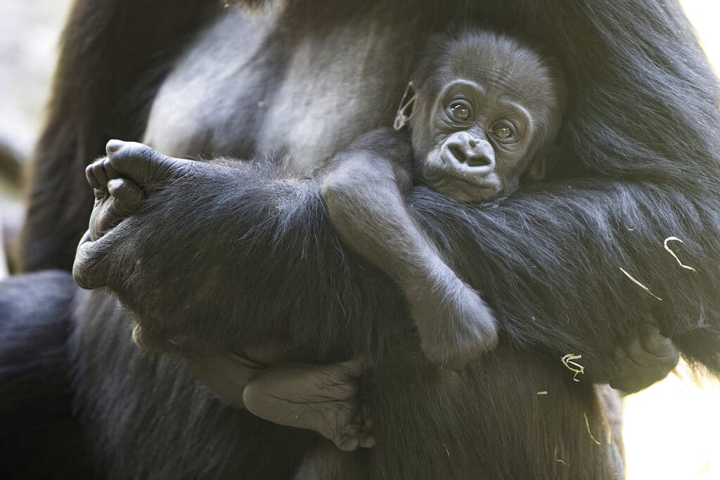 This May, 4, 2020, photo released by the Woodland Park Zoo shows a 2 1/2-month-old male gorilla, Kitoko, with mom Uzumma. Kitoko was injured during a skirmish among his six-member family group in Seattle.  Animal health experts say little Kitoko was bitten on the head, likely by accident when another gorilla tried to bite his mother, Uzumma. Kitoko sustained a fractured skull and a severe laceration, but zoo officials say the 2 1/2-month-old gorilla underwent surgery and may survive if he doesn't develop an infection.