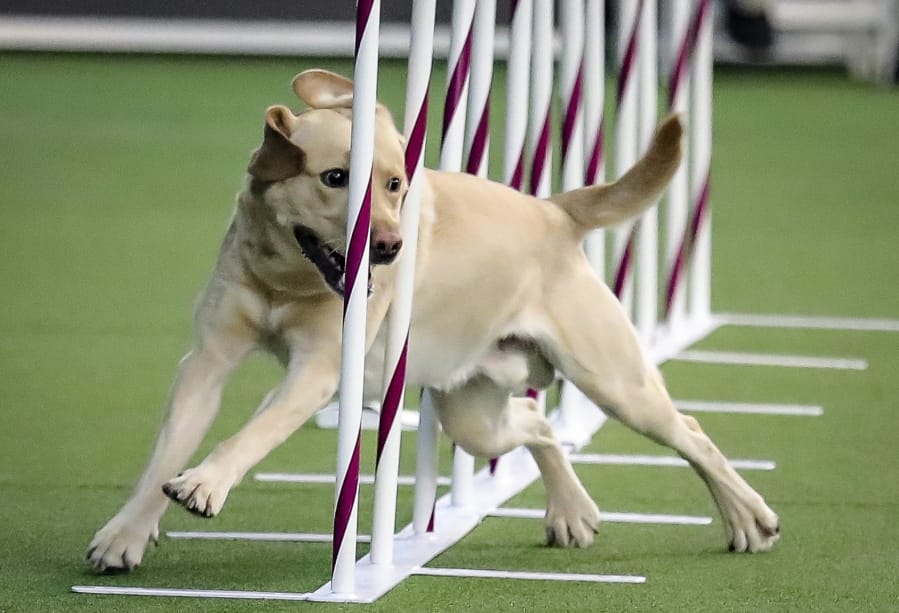 FILE - In this Feb. 8, 2020 file photo, Tag, a Labrador retriever weaves, through a series of poles during Westminster Kennel Club&#039;s agility competition in New York.   Labrador retrievers remain the nation&#039;s most popular purebreds for a record-extending 29th year.