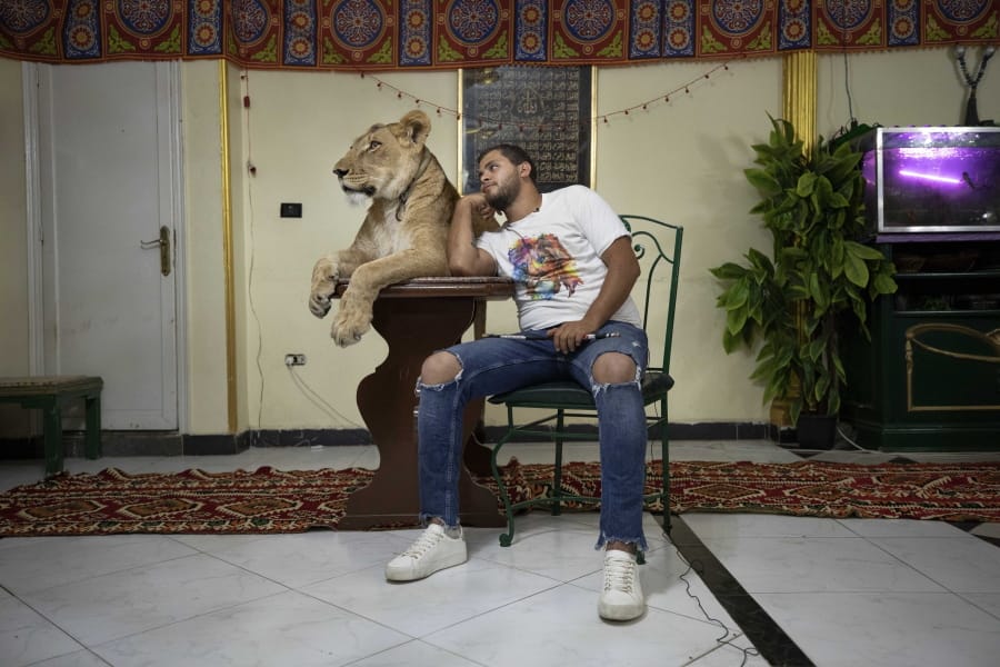 In this April 28, 2020 photo, 26-year-old lion tamer Ashraf el-Helw sits next to his 5-year-old female African lion &#039;Joumana,&#039; after preforming a show, part of a coronavirus stay home and stay safe call to encourage people to stay home, inside his family apartment, in Cairo, Egypt. With the national circus closed due to the pandemic el-Helw has his big cats performing tricks at his Cairo apartment and posts performance videos on social media.
