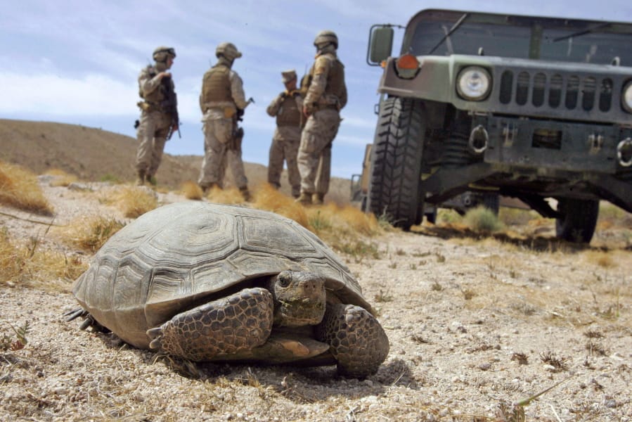 Marines wait April 4, 2008, for a desert tortoise to move off the road at the U.S. Marine Corps&#039; Air Ground Combat Center at Twentynine Palms, Calif. The Trump administration has given approval a solar energy project despite objections from conservationists who say it will destroy habitat critical to the survival of the threatened Mojave desert tortoise in southern Nevada.