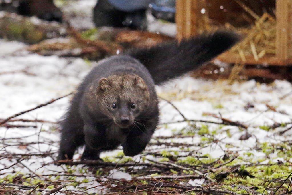 FILE - In this Dec. 2, 2016 file photo, a Pacific fisher takes off running after being released into a forest at Mount Rainier National Park, Wash. The Pacific fisher, a weasel-like carnivore native to Oregon's southern old growth forests, has been denied endangered species protection in the state, the latest twist in a legal back-and-forth that has continued for 20 years. In the decision issued last week, the U.S. Fish and Wildlife Service declined to grant the fisher threatened status in southern Oregon and northern California, citing voluntary conservation measures as effective in protecting the woodland creatures. Today, biologists estimate anywhere from a few hundred to a couple thousand fishers live in Oregon, most near the California border.